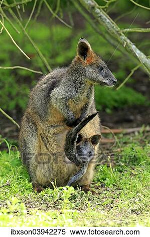 "Swamp wallaby (Wallabia bicolor), female with young in the pouch, Wilsons Promontory National Park, Victoria, Australia, Oceania" View Large Photo Image Stock Photography - "Swamp wallaby (Wallabia bicolor), female with young in the pouch, Wilsons Promontory National Park, Victoria, Australia, Oceania". Fotosearch