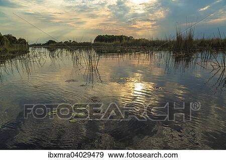 "Swamps of the Okavango Delta in the evening light, Okavango Delta, Botswana, Africa" View Large Photo Image Stock Photo - "Swamps of the Okavango Delta in the evening light, Okavango Delta, Botswana, Africa". Fotosearch