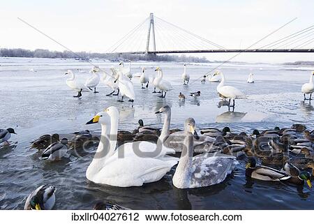 "Swans and ducks on the river, winter, Hokkaido, Japan, Asia" View Large Photo Image Stock Image - "Swans and ducks on the river, winter, Hokkaido, Japan, Asia". Fotosearch