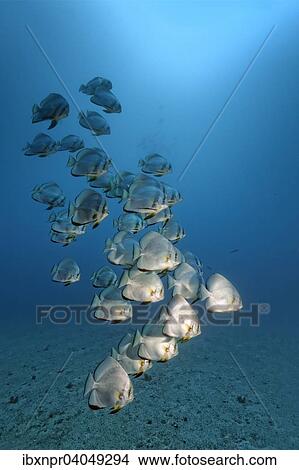 "Swarm of Longfin Batfish (Platax teira), Great Barrier Reef, Pacific, Australia, Oceania" View Large Photo Image Picture - "Swarm of Longfin Batfish (Platax teira), Great Barrier Reef, Pacific, Australia, Oceania". Fotosearch