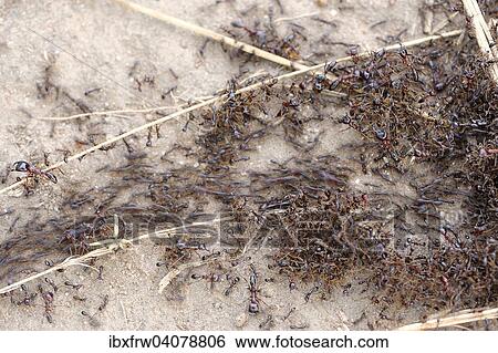 "Swarming Safari Ants or Driver Ants (Dorylus), Maasai Mara National Reserve, Kenya, Africa" View Large Photo Image Stock Photograph - "Swarming Safari Ants or Driver Ants (Dorylus), Maasai Mara National Reserve, Kenya, Africa". Fotosearch