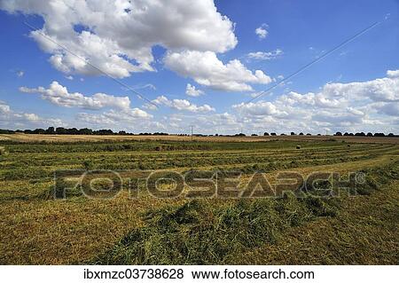 Stock Photo - "Swathed hay, cloudy sky with cumulus clouds, Gross Runz, Mecklenburg-Western Pomerania, Germany, Europe". Fotosearch