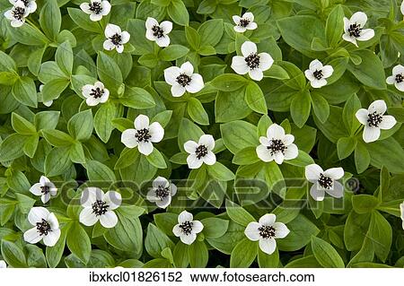 "Swedish Cornel or Bunchberry (Cornus suecica), Norway, Scandinavia, Europe" View Large Photo Image Stock Image - "Swedish Cornel or Bunchberry (Cornus suecica), Norway, Scandinavia, Europe". Fotosearch