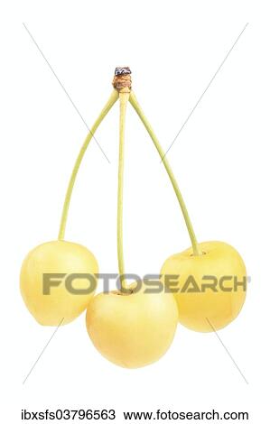 "Sweet cherries, Donissens Gelbe Knorpelkirsche variety" View Large Photo Image Stock Image - "Sweet cherries, Donissens Gelbe Knorpelkirsche variety". Fotosearch