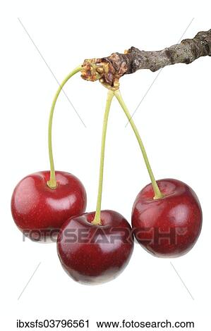 "Sweet cherries, Grosse Schwarze Knorpelkirsche variety" View Large Photo Image Stock Image - "Sweet cherries, Grosse Schwarze Knorpelkirsche variety". Fotosearch