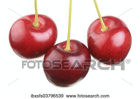 "Sweet cherries, Grosse Schwarze Knorpelkirsche variety" View Large Photo Image Stock Photo - "Sweet cherries, Grosse Schwarze Knorpelkirsche variety". Fotosearch