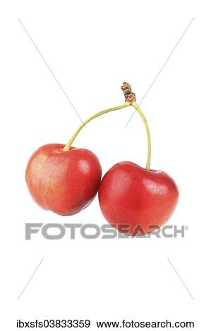 "Sweet cherries, Kaiser Franz variety" View Large Photo Image Stock Photo - "Sweet cherries, Kaiser Franz variety". Fotosearch