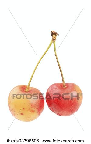Sweet cherries of the variety Grosse Prinzessin View Large Photo Image Stock Photograph - Sweet cherries of the variety Grosse Prinzessin. Fotosearch