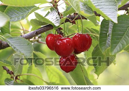 "Sweet cherries on the twig, Schneiders Spate Knorpelkirsche variety" View Large Photo Image Stock Photograph - "Sweet cherries on the twig, Schneiders Spate Knorpelkirsche variety". Fotosearch