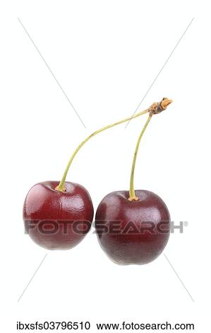 "Sweet cherries, Sunburst variety" View Large Photo Image Stock Image - "Sweet cherries, Sunburst variety". Fotosearch