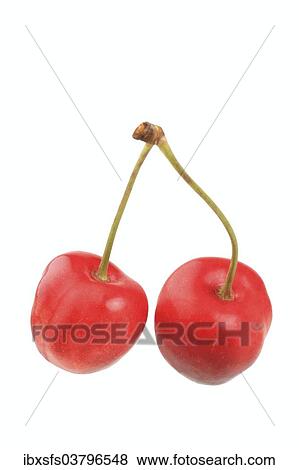 "Sweet cherries, variety Buttners Grosse Knorpelkirsche" View Large Photo Image Stock Photo - "Sweet cherries, variety Buttners Grosse Knorpelkirsche". Fotosearch