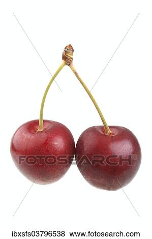 "Sweet cherries, variety Grosse Schwarze Knorpelkirsche" View Large Photo Image Stock Photo - "Sweet cherries, variety Grosse Schwarze Knorpelkirsche". Fotosearch
