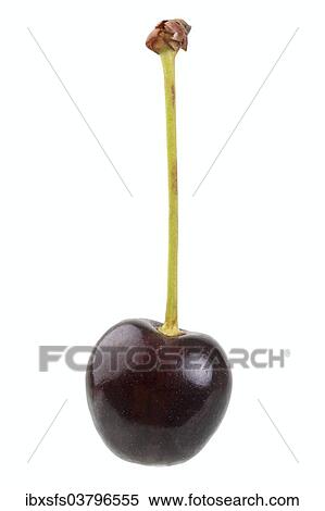 "Sweet cherry, Badische Brennkirsche variety" View Large Photo Image Stock Photography - "Sweet cherry, Badische Brennkirsche variety". Fotosearch