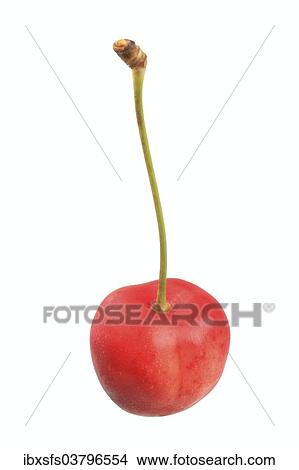 "Sweet cherry, Buttners Grosse Knorpelkirsche variety" View Large Photo Image Picture - "Sweet cherry, Buttners Grosse Knorpelkirsche variety". Fotosearch
