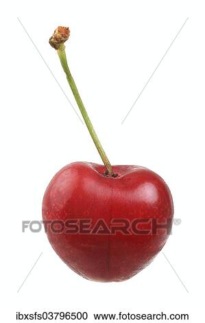 "Sweet cherry, Buttners Grosse Knorpelkirsche variety" View Large Photo Image Stock Image - "Sweet cherry, Buttners Grosse Knorpelkirsche variety". Fotosearch