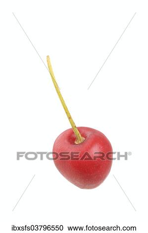"Sweet cherry, Coburger Mai Herzkirsche variety" View Large Photo Image Stock Image - "Sweet cherry, Coburger Mai Herzkirsche variety". Fotosearch