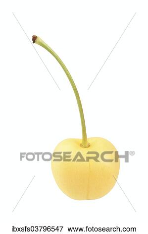 "Sweet cherry, Donissens Gelbe Knorpelkirsche variety" View Large Photo Image Stock Photo - "Sweet cherry, Donissens Gelbe Knorpelkirsche variety". Fotosearch