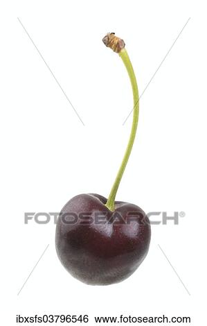 "Sweet cherry, Fromms Herzkirsche variety" View Large Photo Image Stock Photograph - "Sweet cherry, Fromms Herzkirsche variety". Fotosearch