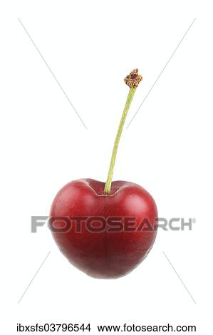 "Sweet cherry, Giorgia variety" View Large Photo Image Picture - "Sweet cherry, Giorgia variety". Fotosearch