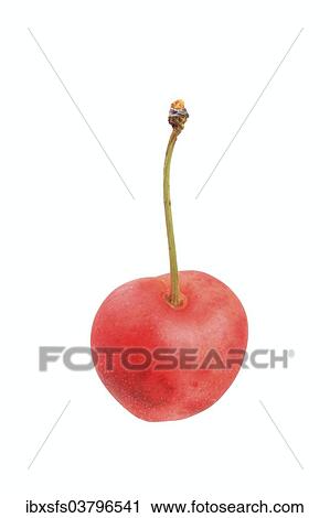 "Sweet cherry, Grosse Prinzessin variety" View Large Photo Image Stock Image - "Sweet cherry, Grosse Prinzessin variety". Fotosearch