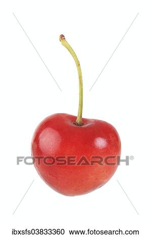 "Sweet cherry, Kaiser Franz variety" View Large Photo Image Stock Image - "Sweet cherry, Kaiser Franz variety". Fotosearch
