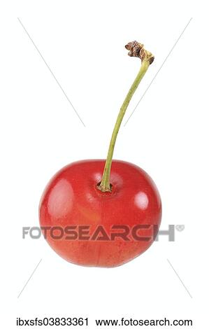 "Sweet cherry, Kaiser Franz variety" View Large Photo Image Stock Image - "Sweet cherry, Kaiser Franz variety". Fotosearch