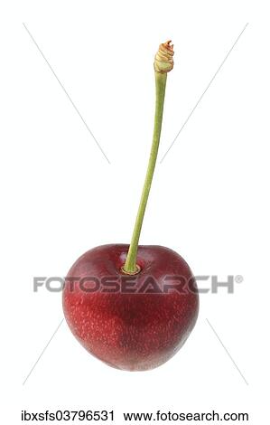 "Sweet cherry, Kordia variety" View Large Photo Image Stock Image - "Sweet cherry, Kordia variety". Fotosearch