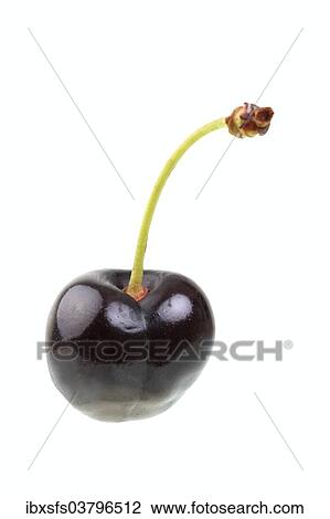 "Sweet cherry, Landele or Schwarzer Falter variety" View Large Photo Image Stock Image - "Sweet cherry, Landele or Schwarzer Falter variety". Fotosearch
