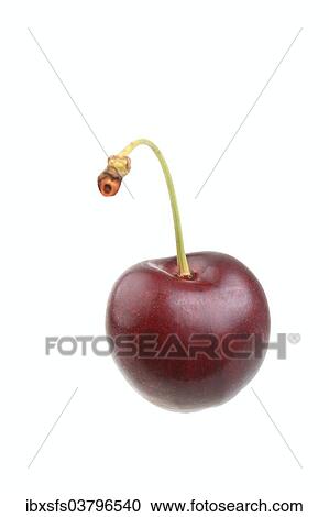 Sweet cherry of the Grosse Schwarze Knorpelkirsche variety View Large Photo Image Stock Image - Sweet cherry of the Grosse Schwarze Knorpelkirsche variety. Fotosearch