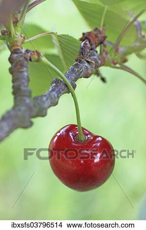 "Sweet cherry on the twig, Schneiders Spate Knorpelkirsche variety" View Large Photo Image Picture - "Sweet cherry on the twig, Schneiders Spate Knorpelkirsche variety". Fotosearch