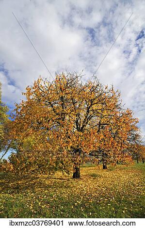 "Sweet Cherry or Wild Cherry trees (Prunus avium), orchard in autumn, Bavaria, Germany, Europe" View Large Photo Image Stock Image - "Sweet Cherry or Wild Cherry trees (Prunus avium), orchard in autumn, Bavaria, Germany, Europe". Fotosearch