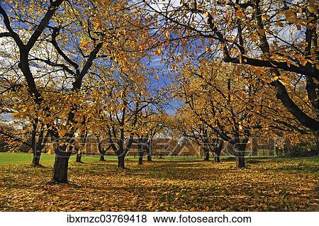 "Sweet Cherry or Wild Cherry trees (Prunus avium), orchard in autumn, Bavaria, Germany, Europe" View Large Photo Image Stock Photo - "Sweet Cherry or Wild Cherry trees (Prunus avium), orchard in autumn, Bavaria, Germany, Europe". Fotosearch