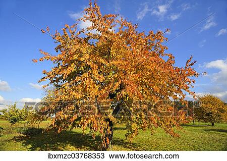 "Sweet cherry (Prunus avium subsp. juliana) in autumn, Middle Franconia, Bavaria, Germany, Europe" View Large Photo Image Stock Image - "Sweet cherry (Prunus avium subsp. juliana) in autumn, Middle Franconia, Bavaria, Germany, Europe". Fotosearch