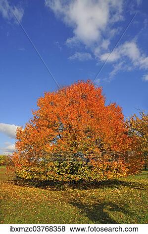Stock Photo - "Sweet cherry (Prunus avium subsp. juliana) in autumn, Middle Franconia, Bavaria, Germany, Europe". Fotosearch