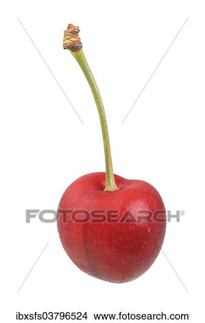 "Sweet cherry, Regina variety" View Large Photo Image Picture - "Sweet cherry, Regina variety". Fotosearch