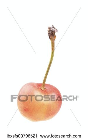 "Sweet cherry, Weisse Spanische Knorpelkirsche variety" View Large Photo Image Stock Image - "Sweet cherry, Weisse Spanische Knorpelkirsche variety". Fotosearch