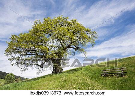 "Sweet Chestnut (Castanea sativa), Baden-Wurttemberg, Germany, Europe" View Large Photo Image Stock Image - "Sweet Chestnut (Castanea sativa), Baden-Wurttemberg, Germany, Europe". Fotosearch