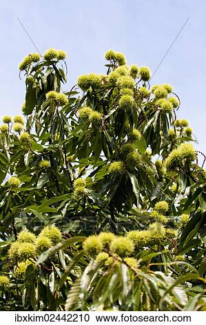"Sweet Chestnut (Castanea sativa), fruit on the tree" View Large Photo Image Stock Image - "Sweet Chestnut (Castanea sativa), fruit on the tree". Fotosearch