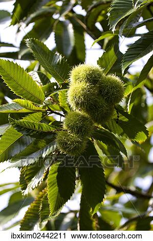 "Sweet Chestnut (Castanea sativa), fruit on the tree" View Large Photo Image Stock Image - "Sweet Chestnut (Castanea sativa), fruit on the tree". Fotosearch