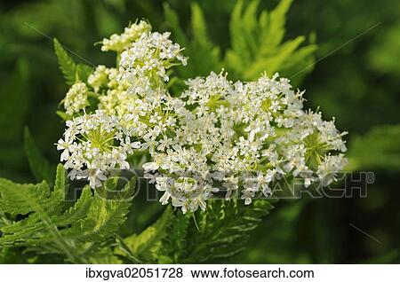 Stock Photo - "Sweet Cicely (Myrrhis odorata), Europe". Fotosearch