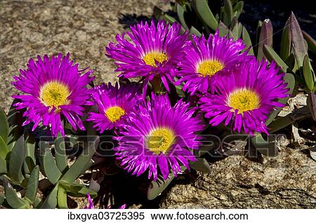 "Sweet Hottentots Fig (Carpobrotus deliciosus), Namaqualand, Northern Cape, South Africa, Africa" View Large Photo Image Stock Photography - "Sweet Hottentots Fig (Carpobrotus deliciosus), Namaqualand, Northern Cape, South Africa, Africa". Fotosearch