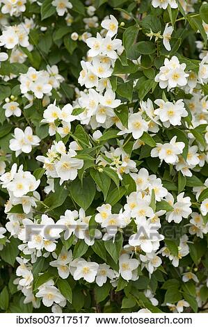 "Sweet Mock-orange or English Dogwood (Philadelphus coronary), flowers, ornamental shrub, Thuringia, Germany, Europe" View Large Photo Image Stock Photo - "Sweet Mock-orange or English Dogwood (Philadelphus coronary), flowers, ornamental shrub, Thuringia, Germany, Europe". Fotosearch