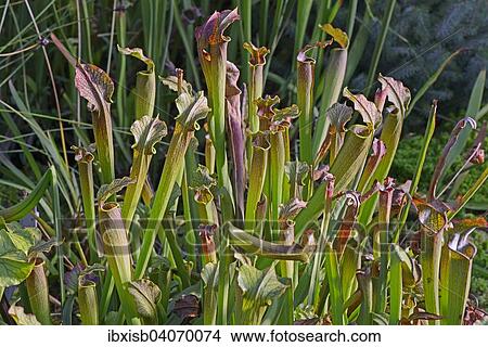 Picture - "Sweet Pitcher Plant (Sarracenia rubra), North America". Fotosearch