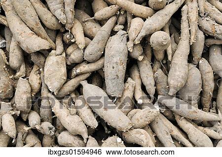"Sweet potatoes (Ipomoea batatas), Vietnam, Asia" View Large Photo Image Stock Photograph - "Sweet potatoes (Ipomoea batatas), Vietnam, Asia". Fotosearch