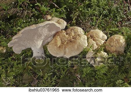 "Sweet Tooth or Wood Hedgehog Mushrooms (Hydnum repandum), Baden-Wurttemberg, Germany, Europe" View Large Photo Image Stock Photography - "Sweet Tooth or Wood Hedgehog Mushrooms (Hydnum repandum), Baden-Wurttemberg, Germany, Europe". Fotosearch
