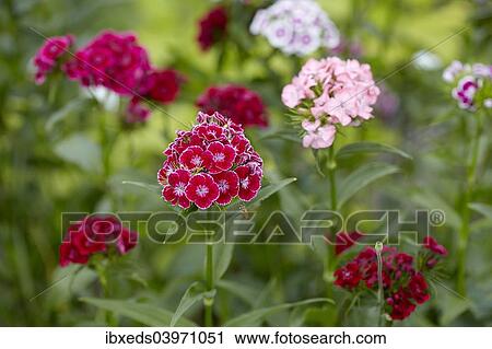 Stock Image - "Sweet William (Dianthus barbatus), garden, Austria, Europe". Fotosearch