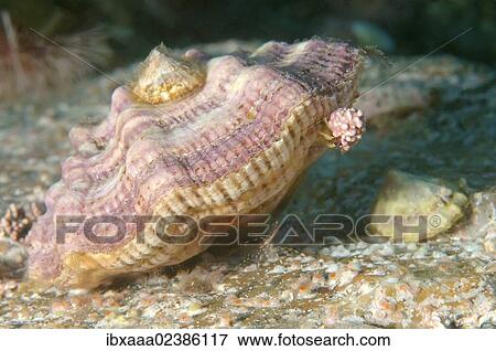 "Swift's scallop (Swiftopecten swiftii), Japan Sea, Primorsky Krai, Russian Federation, Far East" View Large Photo Image Stock Photo - "Swift's scallop (Swiftopecten swiftii), Japan Sea, Primorsky Krai, Russian Federation, Far East". Fotosearch