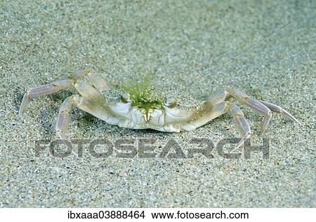 "Swimming Crab (Macropipus holsatus), Black Sea, Crimea, Russia, Europe" View Large Photo Image Picture - "Swimming Crab (Macropipus holsatus), Black Sea, Crimea, Russia, Europe". Fotosearch