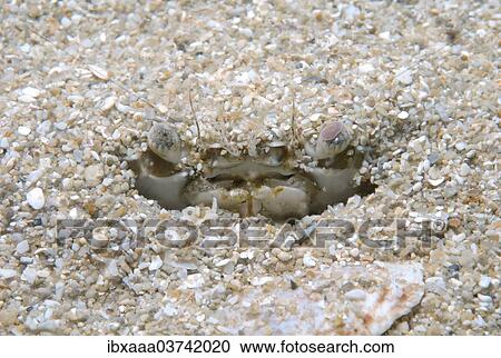 "Swimming Crab (Macropipus holsatus), Black Sea, Crimea, Ukraine, Europe" View Large Photo Image Stock Image - "Swimming Crab (Macropipus holsatus), Black Sea, Crimea, Ukraine, Europe". Fotosearch