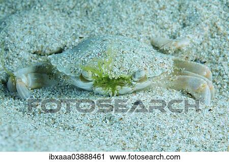 "Swimming Crab (Macropipus holsatus), Black Sea, Crimea, Russia, Europe" View Large Photo Image Stock Image - "Swimming Crab (Macropipus holsatus), Black Sea, Crimea, Russia, Europe". Fotosearch